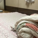 [고양이] 네 마음 모르겠다냥
