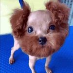 [모두드루와] 댕댕이 <b>이발</b>을 이렇게 하냐;;