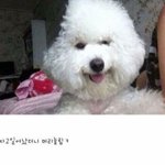 자고일어난 <b>비숑</b>