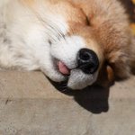 이게 <b>여우</b>래 ㅠㅠㅠㅠㅠ