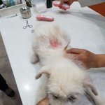 [강아지] <b>피부염</b>이 심한 꼬맹이