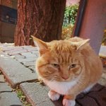 <b>목동</b>에 치즈고양이 주인이 있을까요?