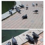 [모두드루와] 비둘기 <b>조직</b>들ㄷㄷㄷㄷ