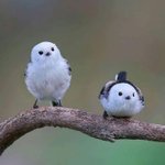 [모두드루와] 역대<b>급</b>으로 귀엽다 ㄷㄷㄷ