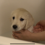 이 강쥐 진짜 시무룩해 보임 ㅋㅋㅋ