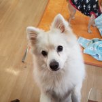 [강아지] 스피츠 현성이 가족이 되어주세요