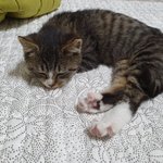 [고양이] 우리집 막내 나비