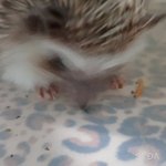 고슴이 밀웜보고 <b>난리남</b>