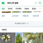 [댓글부탁해] 한국사람 10명 중 9명이 모른다는 호두 <b>열매</b> 원래...