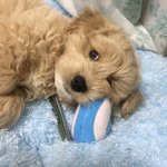 귀여운우리똥깨