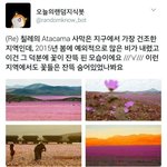 [댓글부탁해] <b>사막</b>에 아주 많은 비가 내리고 난 후