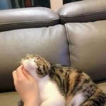 울집 고냥이 포포에요~^^