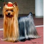 너네 <b>요크셔</b>테리어