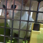 부산시 <b>동구</b> 고양이 잃어버리신분