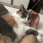 [꼭봐주세요] 제눈에만 귀여운<b>가용</b>?