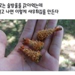 [댓글부탁해] <b>튀김</b>인줄..?
