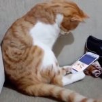 [모두드루와] 먼저 세상을 떠나간 <b>집사</b> 영상을 본 애옹이...