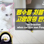[빵<b>터짐</b>주의] 펭수와 만난 고양이