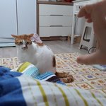 나의 동거묘 <b>도칠</b>이 화남