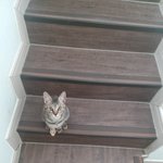 [고양이] 2시간 뒤에 냥이 <b>중성</b>화 시키는데