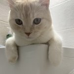 [고양이] <b>두유</b>라는 아이에요