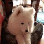 [드루와] 강아지 <b>무료</b> 분양 받고 싶은데