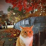 [고양이] 서울 양천구 <b>목동</b> 고양이 주인 찾습니다.