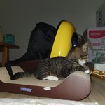 [고양이] 막둥이 <b>나비</b>3