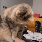 옴걸팬과 아이들팬은 <b>체리</b>마루 소유권 주장 그만하자;