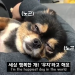 차에 치일 뻔한 1살 포메라니안 구조했더니