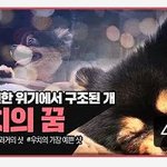 차에 치일뻔한 1살 포메라니안 구조