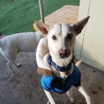 [강아지] <b>순딩</b>이 여아 선아입니다