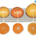[모두드루와] 다양한 귤 <b>종류</b>
