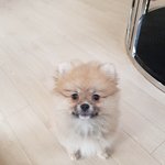 울집 애기 좀 보셈 착각 쩐다