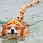 <b>집사</b>와 어디든 함께하는 뽀짝 코르기