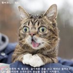 따뜻함만 남기고 떠난 조금 특별했던 냥이
