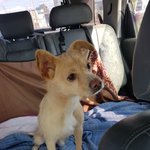 [강아지] <b>순딩</b>이 가족이 되어주세요