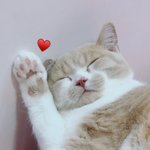 [고양이] 상하이에서 온 개냥이 감자