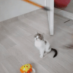 [고양이] [애용X삐용] 3탄! 사진폭탄투하하고갑니다~