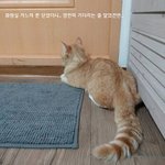 껌딱지가 집사를 집착할 때