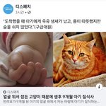 [댓글부탁해] <b>니</b>네 <b>집</b> 고양이가 이러면 어쩔거야?