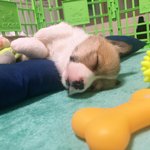 [강아지] (+추가)우리집 진상 엥꼬 소개할게>_<