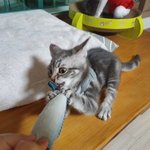 고양인듯 <b>고양</b>이아닌 고양이같은 막둥이(추가)
