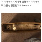 [댓글부탁해] <b>박스</b>라면 그저 좋다고...
