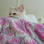 [고양이] 냥냥 크림이의 <b>일상</b>