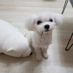 [강아지] 우리 <b>아가</b> 보고 가세요!