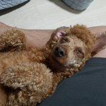 [이것좀봐줘] 멍멍이 <b>자요</b>