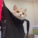 [고양이] 2탄! 상하이에서 온 개냥이 감자 (<b>ft</b>.레전드짤 방출)