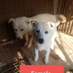 [강아지] 진도코기<b>믹스</b> 남매