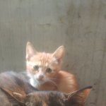 자취방에 찾아온 냥이들